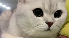 这只爱臭美的猫咪，看完实在是忍不住要养一只，太可爱啦！