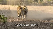 南北方雄狮联盟：见面就打的死敌，逐渐惺惺相惜，最终结为盟友