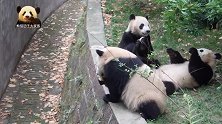大熊猫们眼巴巴地等着苹果和窝头，嗯嗯嗯的声音好萌
