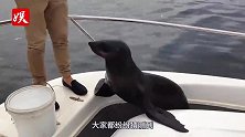 海豹爬上船要食物，下一秒却赖着不走了，画面真是太搞笑了！