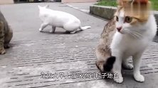 猫咪和鸭子抢地盘，几战几败，战况惨烈，不愧是鸭中“叶问”