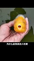 元旦 你吃鱼了吗？ 观赏鱼  鱼  科普  涨知识  元旦