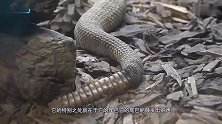 响尾蛇总是用尾巴发出响声,里面到底存着什么秘密呢看完涨知识