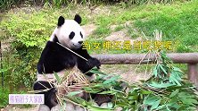 超可爱熊猫华妮拿起竹子纠结1分钟：当女神？当吃货？好难选择！
