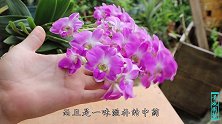 养石斛兰不难，养了多年的经验，教你养成“花瀑布”