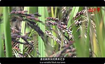 《中国一分钟》：洋县黑米