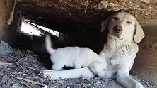 流浪狗带着小狗住在石缝，小奶狗却玩得很开心，妈妈在哪那就是家