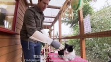 为猫痴狂，主持人收养了一只猫咪，先要植入芯片