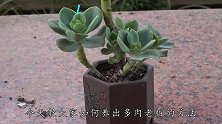 多肉老桩不好养，碰到徒长枝条狠心剪，不然整盆没造型
