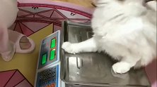 铲屎官给布偶猫称体重,没想到喵星人这么蠢萌,猝不及防!