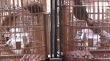 画眉鸟打架：隔着笼丝打斗，看得出来，2只鸟都异常凶猛