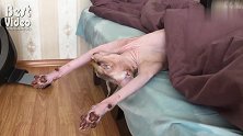 铲屎官不在家，斯芬克斯猫睡成了猪