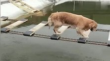 为了爱情,金毛也是拼了!