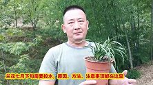 大暑以后养春兰，为什么要控水？原因、方法以及注意事项都在这里