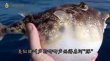 河豚鼓鼓的肚子里装的是什么？老外用刀划开后，总算知道了