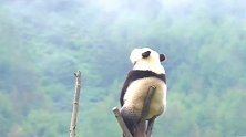 熊猫：年年岁岁，一日复一日，蚩尤我还要等你多久