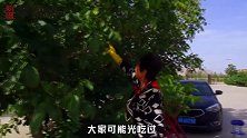 新疆李奶奶家的青皮核桃，核桃藏在果壳里，现吃现摘营养丰富