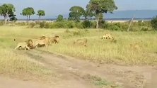 几只流浪雄攻打母狮群，母狮也不是好惹的！