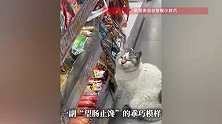 连云港一只猫每天在超市火腿肠货柜前蹲守