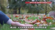 游客称在西湖散步被松鼠咬伤，“全程没投喂没逗弄”，景区回应
