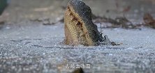 冰面露出半个鳄鱼嘴，男子走近一看感觉不对劲，镜头记录全程