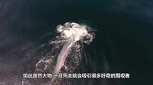 男子作死跳上鲸鱼尸体“冲浪”，拍完照后，让人意外的画面出现了