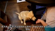 忠犬连续2周每天守着女主人上厕所，原来是狗狗发现主人怀孕！