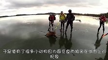 驼鹿不小心掉入冰窟窿中，女子冒险砸冰相救，镜头记录全过程！