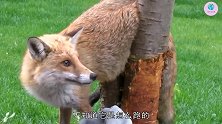 最笨的小狐狸，居然卡在树杈上出不来了，还奶凶奶凶的