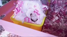 小仓鼠在棉花团里挣扎的样子让我有些揪心！
