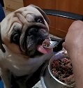 菲律宾一只宠物狗拒绝吃碗里的狗粮 除非主人用勺子喂它