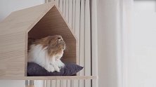 好可爱的猫咪啊，这呆萌的小眼神，好想养一只！