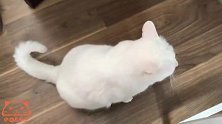 主人煞费苦心的让猫咪做运动，结果小白敷衍的完成了任务