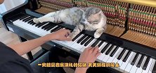接受音乐洗礼的猫咪，天天躺在钢琴上，猫咪：不听音乐浑身不舒服
