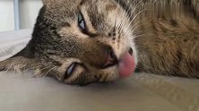 猫咪打麻药后的自然反应，翻白眼吐舌头，一副身无可恋的样子