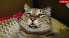 猫咪瘫睡在窝里，睡相也太丑了，猫：请不要在意我的睡颜！