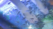 游客享受鱼疗，没忍住做了这事，小鱼才游近就纷纷死了！