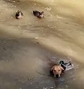 美国两只金毛犬在池塘中玩水 被三只鸭子咬耳朵赶出去