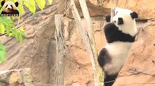 电量过剩的熊猫圆梦一秒也不消停，熊猫妈妈果断远离熊孩子