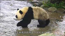 大熊猫：站住！扫把是我捡到的，快还给我！这也太搞笑了