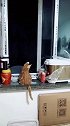 猫主人这里有好多虫子呀，我来帮你抓住！