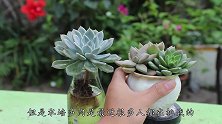你挑战过水培多肉吗？长势太好了，养出状态真简单