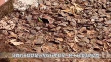 上百万只行军蚁搭成数米“蚂蚁桥”，将蜂巢洗劫一空，场面震撼