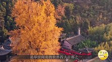背上网红之名的西安很委屈，旅游火爆有三点原因，很多游客看不透