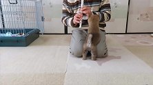 小柴犬嫌主人的笛声太难听，一顿撒娇让他别吹了