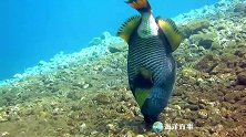 这鱼也太强了，吃海胆跟玩似的！