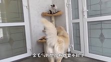 金毛怒拆猫窝，原因让人哭笑不得，太搞笑了哈哈