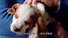喜忧参半，小奶狗喜欢被人抚摸，而面对扫地机就害怕的躲了