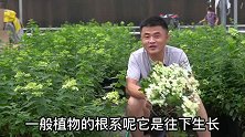 养花为什么容易闷根？多半是盆土没有处理好。看完视频就懂啦。