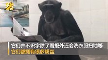 秦岭动物园大猩猩看报纸走红 园方：天性好奇 还会洗衣服扫地